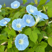Blue Petunia Seeds