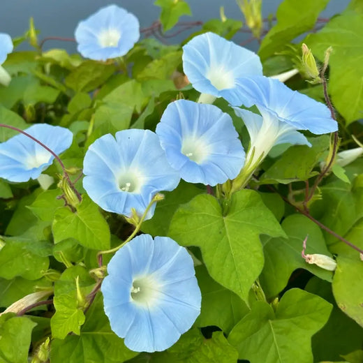 Blue Petunia Seeds