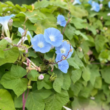 Blue Petunia Seeds