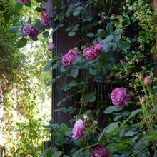 Blue Purple Climbing Rose Seeds