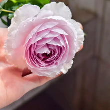 Blue Purple Climbing Rose Seeds