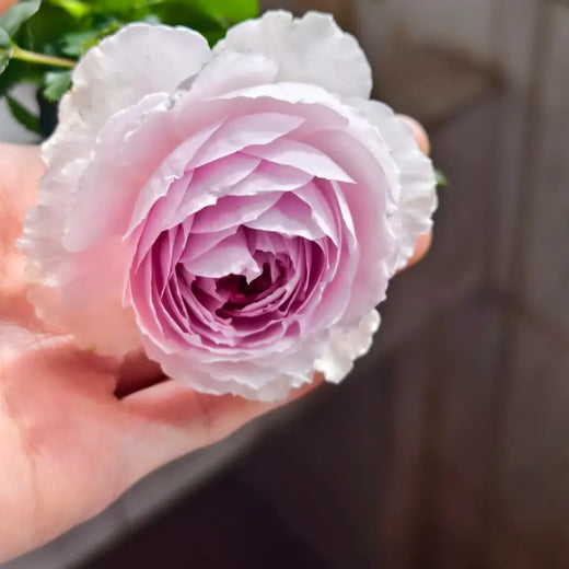 Blue Purple Climbing Rose Seeds