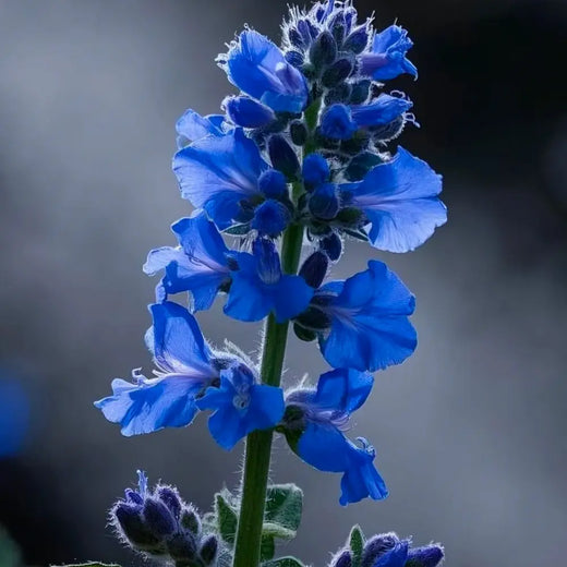 Blue Salvia Seeds