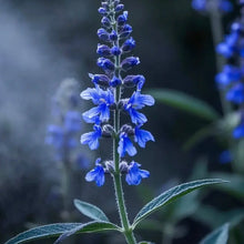Blue Salvia Seeds