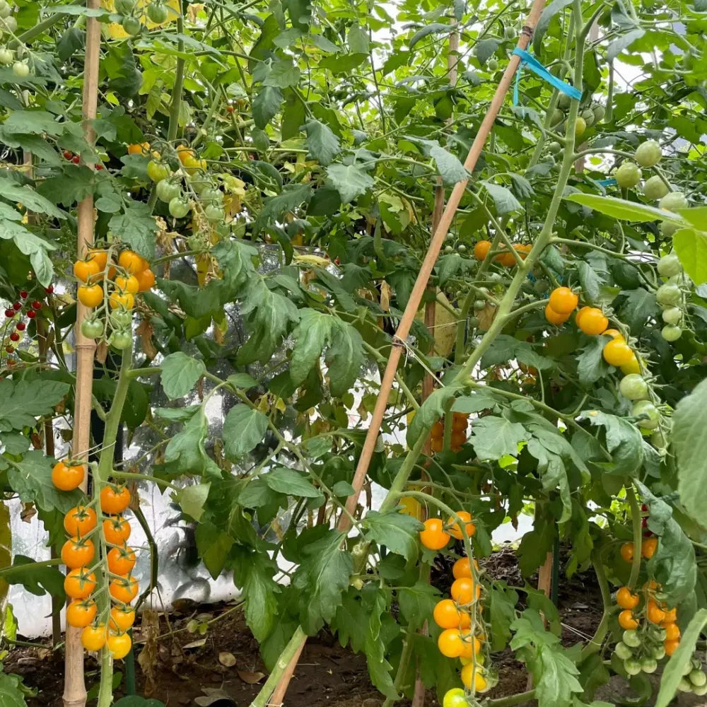 Blushing Cherry Tomato Seeds