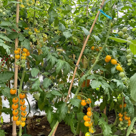 Blushing Cherry Tomato Seeds