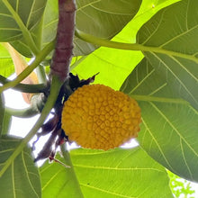 Breadfruit Tree Seeds