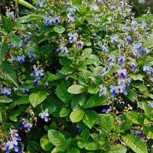 Butterfly Pea Flower Seeds