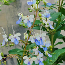 Butterfly Pea Flower Seeds