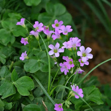 Candy Cane Sorrel Seeds