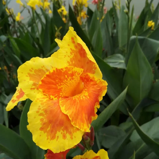 Canna Lily Seeds - Yellow Red