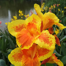 Canna Lily Seeds - Yellow Red