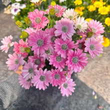 Cape Daisy Seeds - Pink