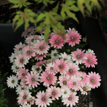 Cape Daisy Seeds - Pink
