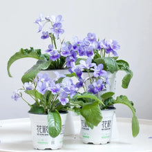 Cape Primrose Flower Seeds
