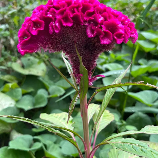 Celosia Seeds