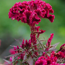 Celosia Seeds