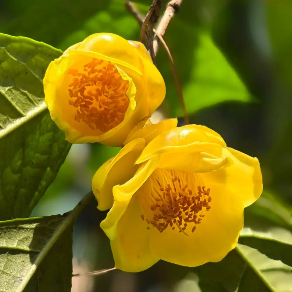 Champa Fragrant Flower Seeds