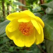 Champa Fragrant Flower Seeds