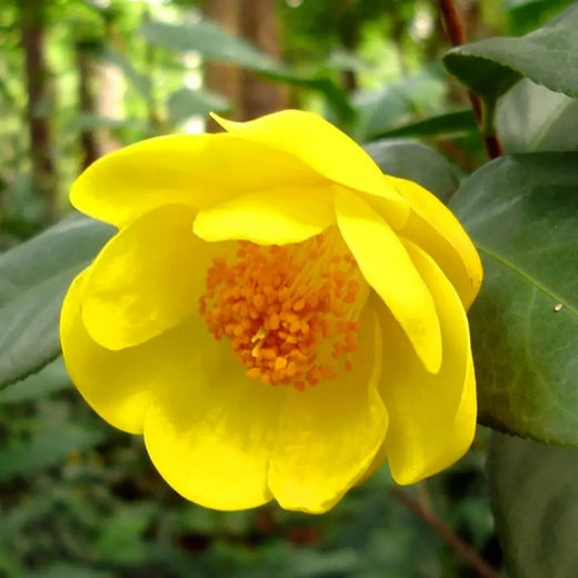 Champa Fragrant Flower Seeds