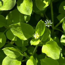 Chickweed Flower Seeds