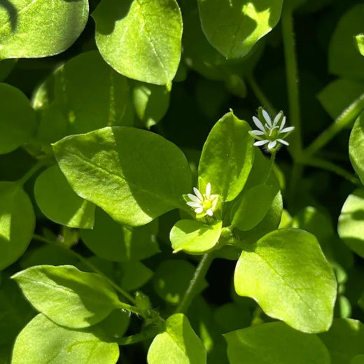 Chickweed Flower Seeds