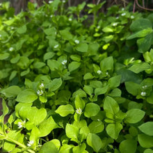 Chickweed Flower Seeds