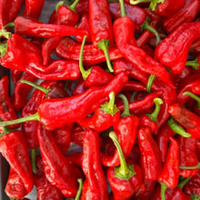 Chimayo Chile Pepper Seeds