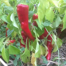 Chimayo Chile Pepper Seeds
