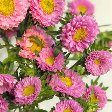 China Aster Seeds - Pink Dwarf