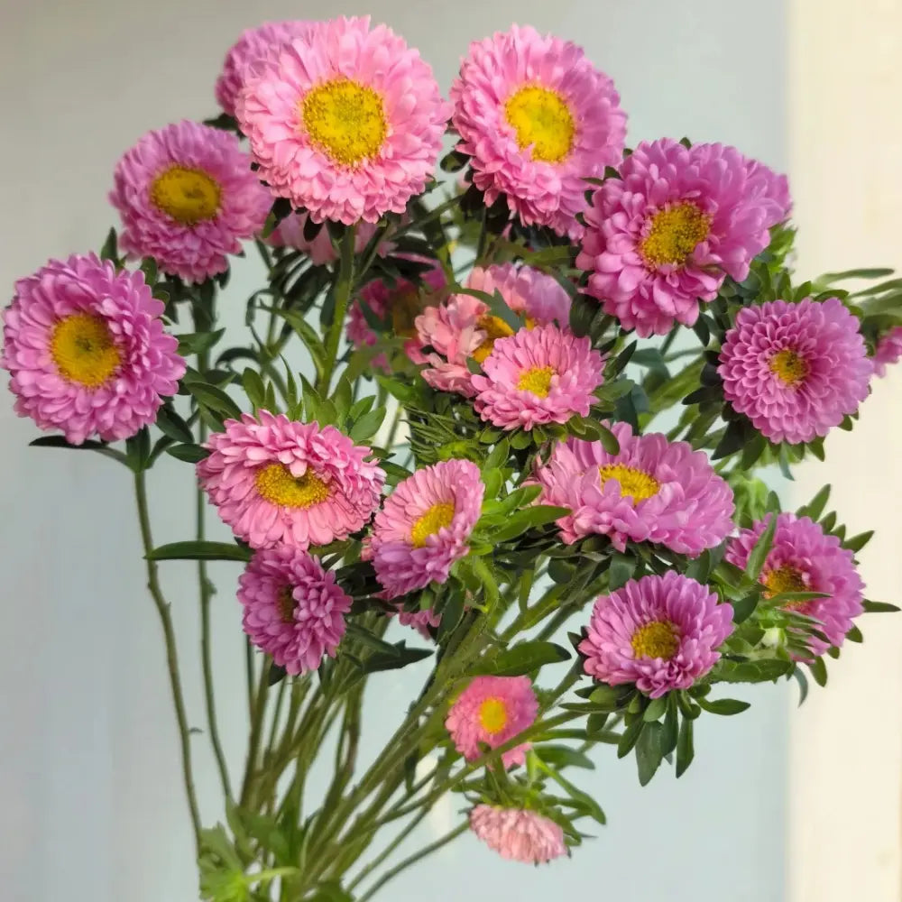 China Aster Seeds - Pink Dwarf