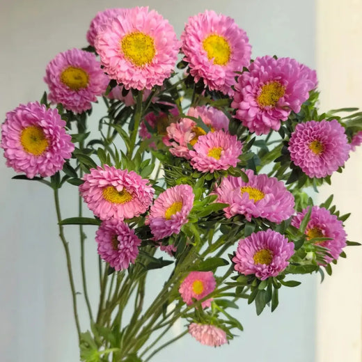 China Aster Seeds - Pink Dwarf