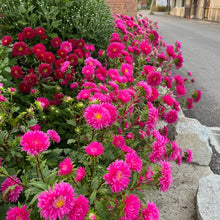 China Aster Seeds - Rosy