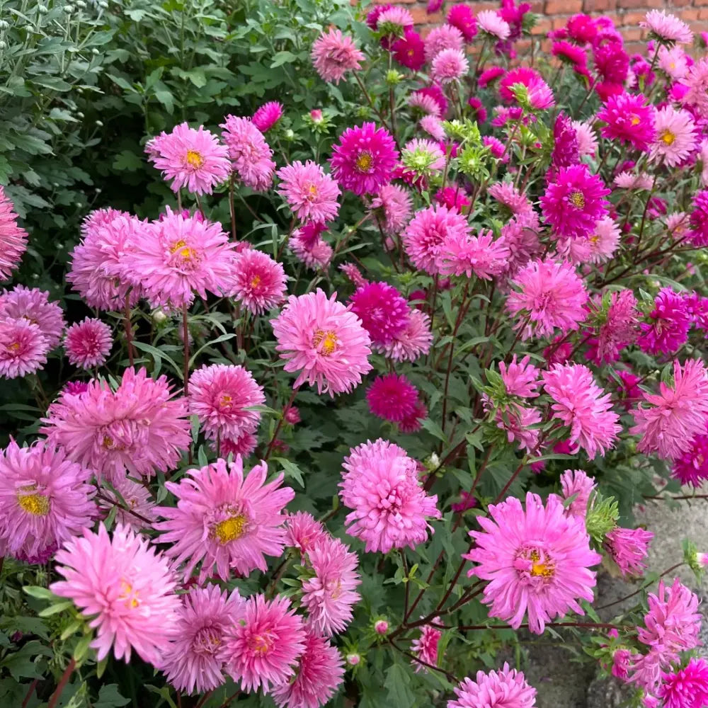 China Aster Seeds - Rosy