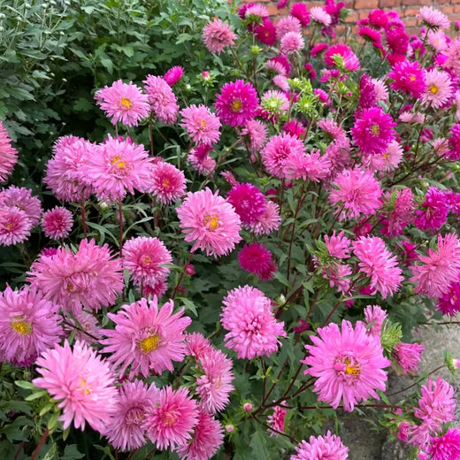 China Aster Seeds - Rosy
