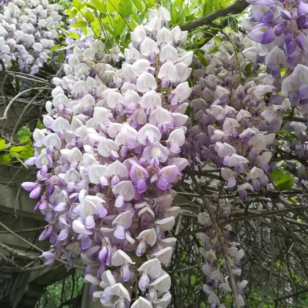 Chinese Wisteria Seeds