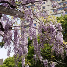 Chinese Wisteria Seeds