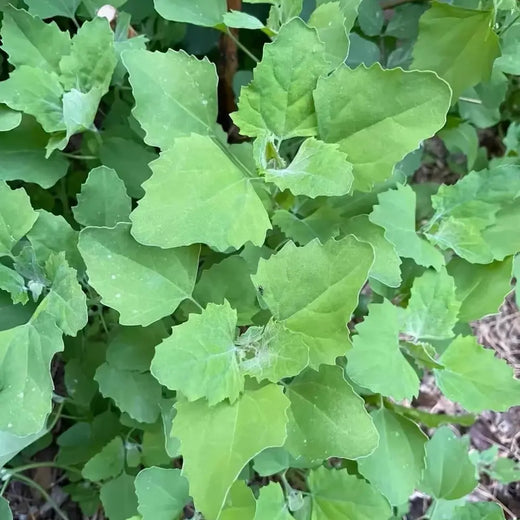 Chipilin Vegetable Seeds