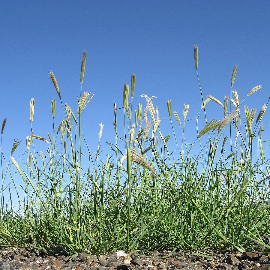 Phalaris Aquatica Grass Seeds