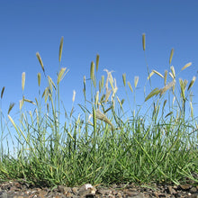 Phalaris Aquatica Grass Seeds
