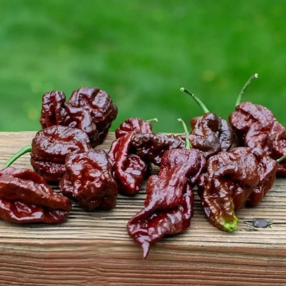 Chocolate Bhutlah Pepper Seeds