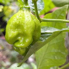 Chocolate Moruga Trinidad Scorpion Pepper Seeds