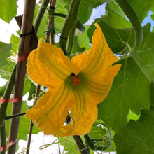 Chop Melon Seeds