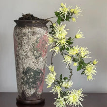 Chrysanthemum Seeds - Bonsai