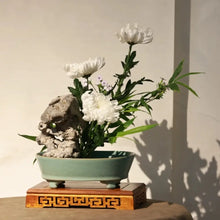Chrysanthemum Seeds - Bonsai