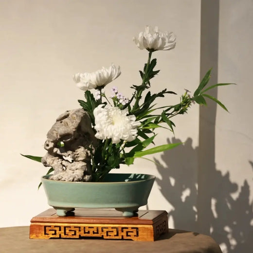 Chrysanthemum Seeds - Bonsai