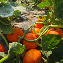 Cinderella Pumpkin Seeds