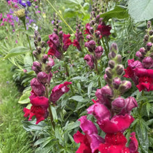 Clarkia Elegans Seeds - Mix