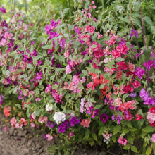 Clarkia Elegans Seeds - Mix