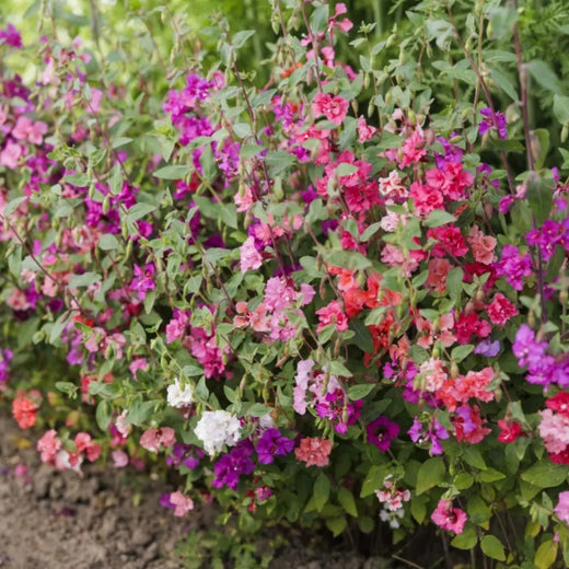 Clarkia Elegans Seeds - Mix